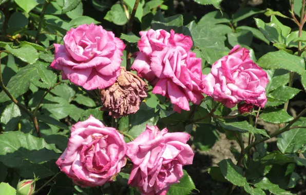 Flowers, Bush, Pink, Roses, Meduzanol ©, Summer 2018