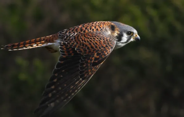 Animals, birds, falcons, selective focus of a brown and black bird