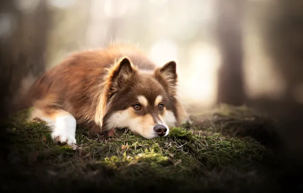 Nature, each, dog
