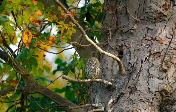 Picture leaves, nature, tree, owl, bird, branch, owlet