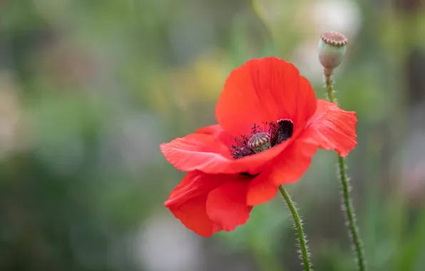 Flower, summer, red, background, one, Mac, spring, petals