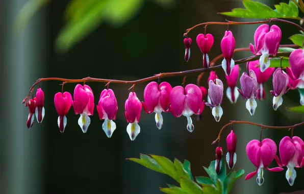 Macro, flowers, garden, pink, broken heart, twigs, the bleeding heart