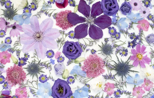 Flowers, background, roses, petals, kosmeya, eustoma, clematis, scabious