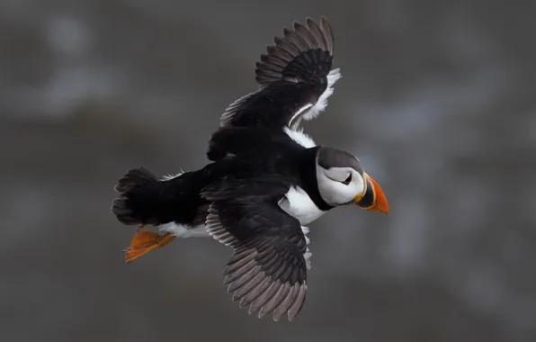 Picture the sky, flight, bird, stalled, grey background, wingspan
