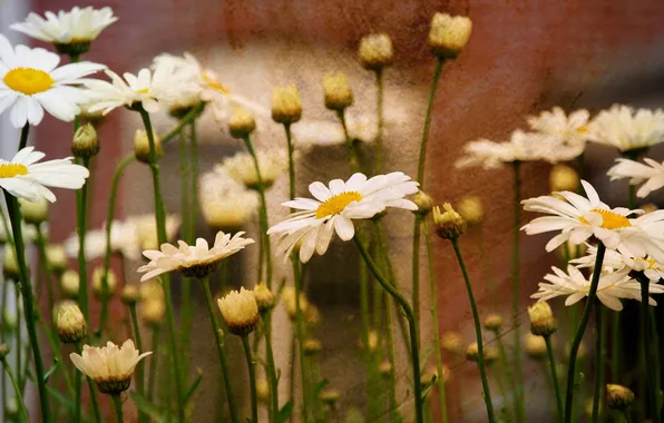 Picture flowers, nature, background, chamomile