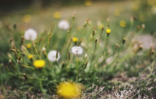 Summer, grass, dandelion