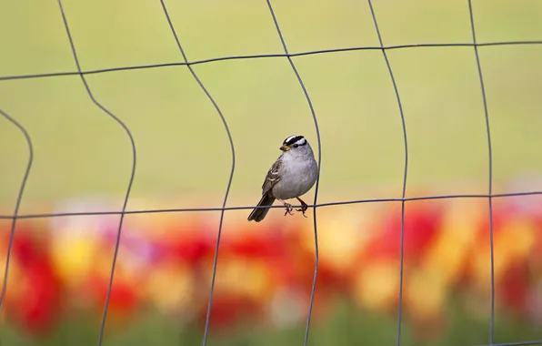 Bird, the fence, wire