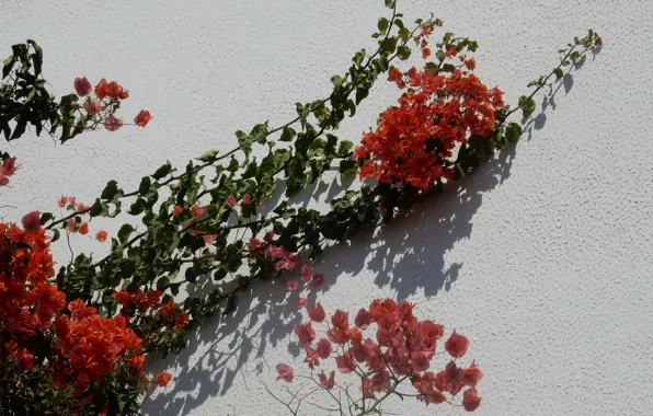 Flower, flowers, wall, widescreen, Wallpaper, wallpaper, widescreen, background