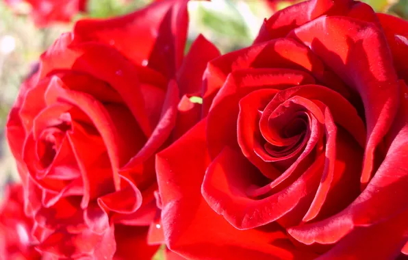 Summer, macro, roses, Flowers, . mood