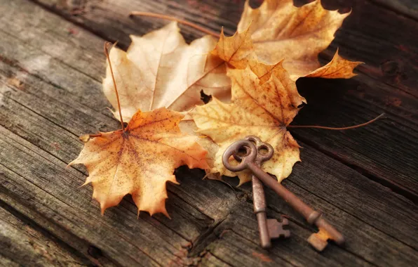Autumn, leaves, Board, maple, keys