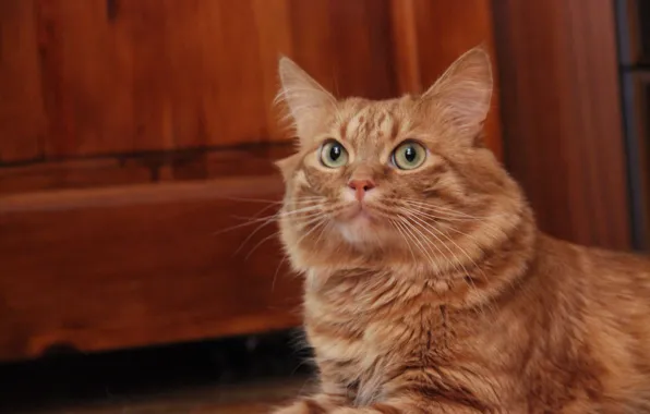 Eyes, cats, Cat, face, Athanasius