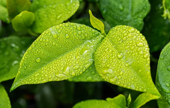 Picture leaves, macro, drops, dew