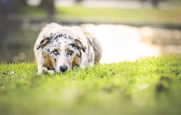 Picture greens, nature, dog, spring, meadow, pond, Aussie, Wallpaper from lolita777