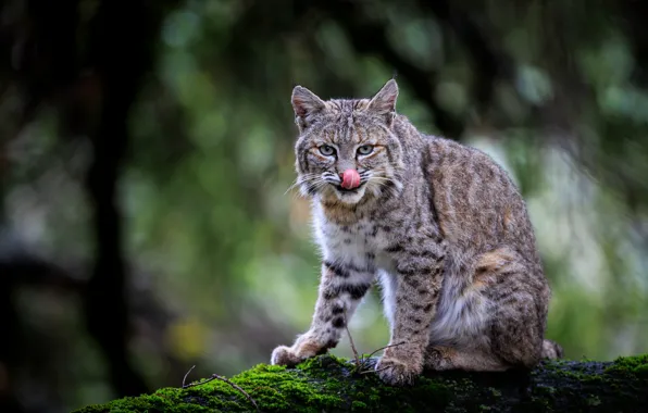 Language, look, moss, blur, lynx, wild cat