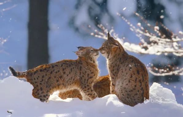 Winter, cat, snow, Germany, lynx, National Park Bavarian forest