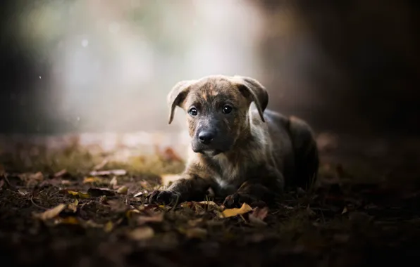 Autumn, leaves, puppy, bokeh, doggie