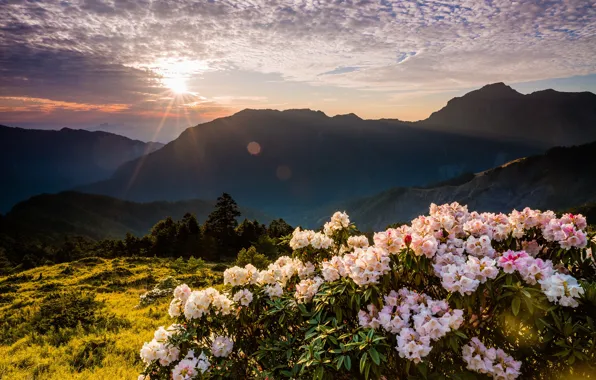 The sky, the sun, clouds, rays, trees, landscape, flowers, mountains