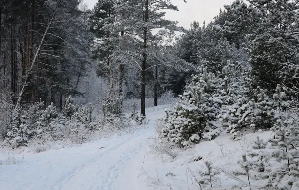 Picture winter, snow, trees