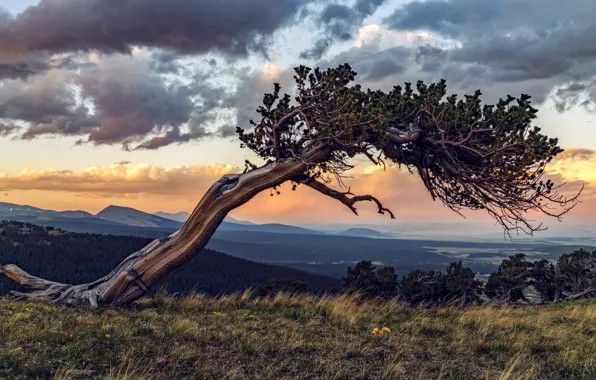 Picture forest, grass, trees, mountains, clouds, hills, pine