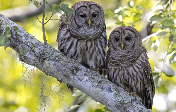 Birds, branches, owl, foliage, two, branch, pair, owls