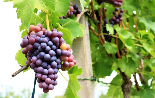Foliage, grapes, vineyard, leaves, grapes, bunches, the vineyard