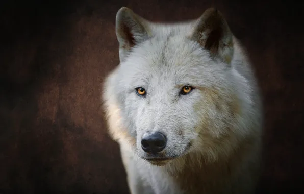 White, look, face, the dark background, wolf, portrait, polar