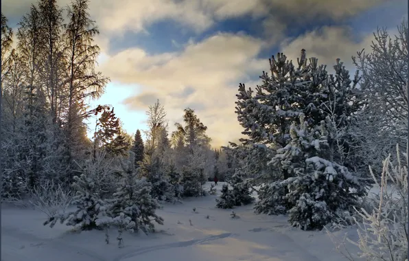 Winter, the sky, clouds, snow, trees