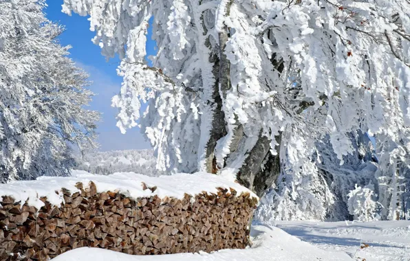 Winter, frost, forest, light, snow, trees, nature, branch