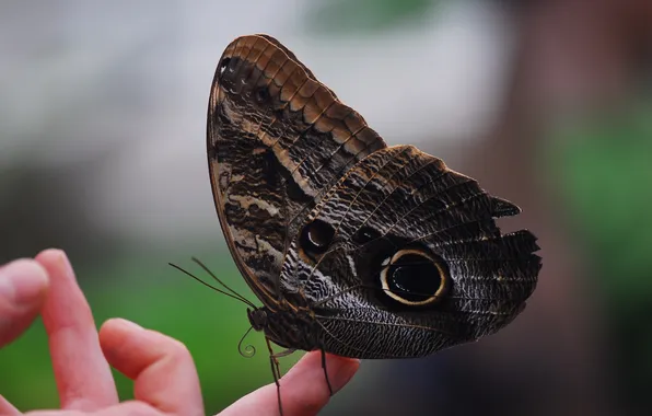 Microsemi, butterfly, wings, closeup, blurred background, fingers of the hands