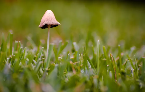 Grass, nature, mushroom