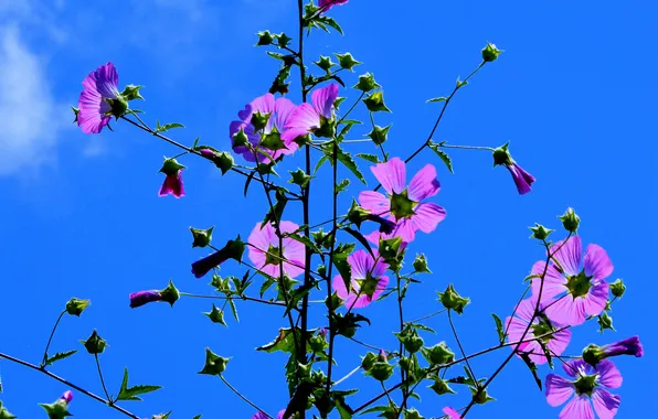 The sky, flowers, plant