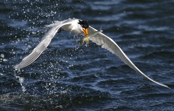 Picture squirt, bird, wings, catch, tern