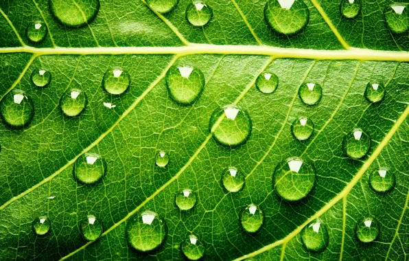 Green, water, leaf, Drops