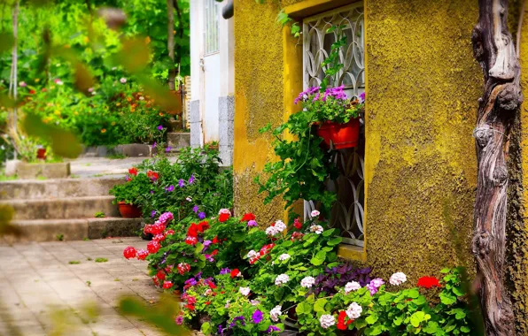 Picture Window, Flowers, Flowers, Colors, Yard, Pots