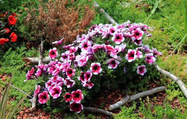 Flowers, flowerbed, Petunia, petunias