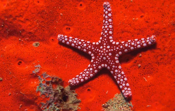 Red, Sea, Star