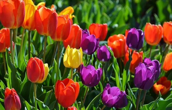 Summer, leaves, the sun, yellow, purple, tulips, red, buds
