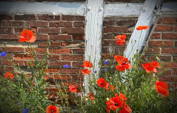 Summer, flowers, wall, Board, Maki, garden, red, bricks