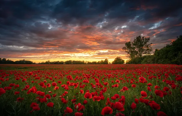 Forest, summer, the sky, clouds, light, sunset, flowers, clouds