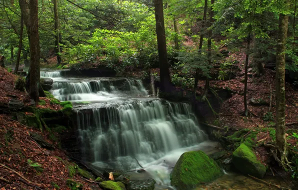 Nature, Waterfall, Trees, River, Forest, Leaves, Stones, Moss
