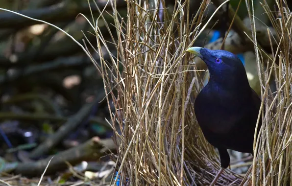 Nature, bird, Australia, QLD, Bunya Mountains National Park, salasnik