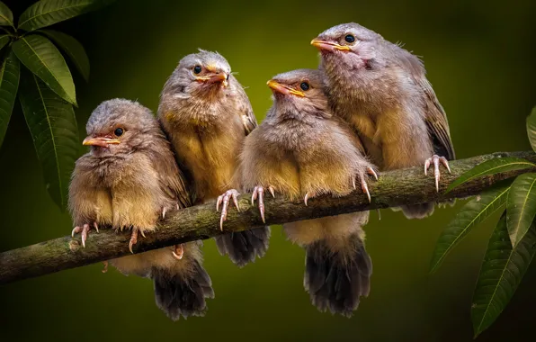 Picture leaves, nature, branch, birds, Chicks, Quartet, costarica