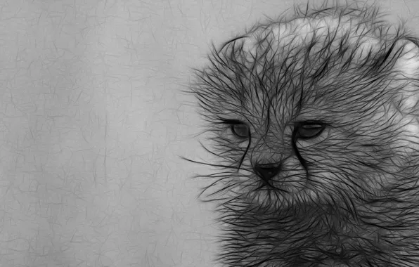 Kitty, figure, graphics, pencil