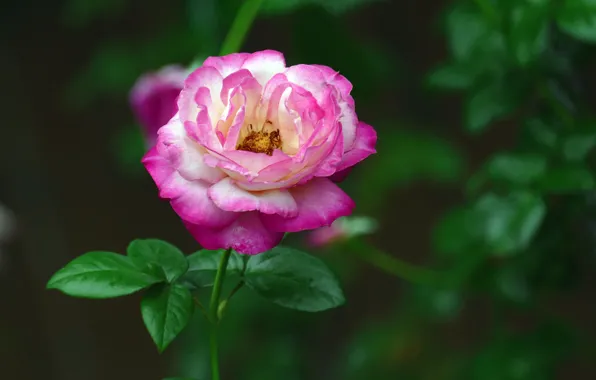 Summer, flowers, roses, flowering