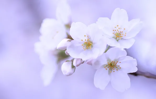 Macro, flowers, cherry, sprig, background, tree, lilac, petals