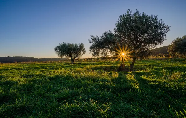 Picture the sun, rays, France, Champagne, the olive tree