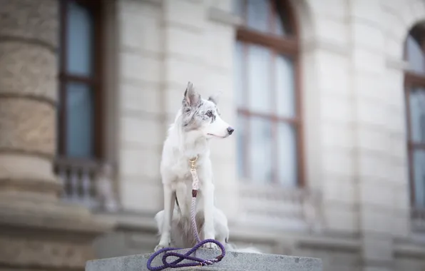 Picture dog, spot, leash, bokeh