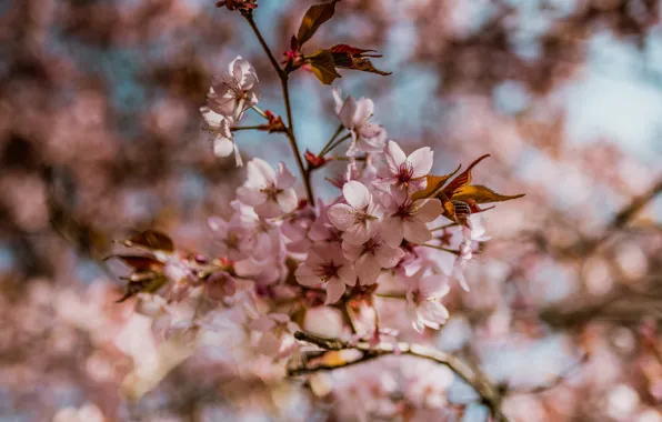 Leaves, light, flowers, cherry, tree, branch, spring, Sakura