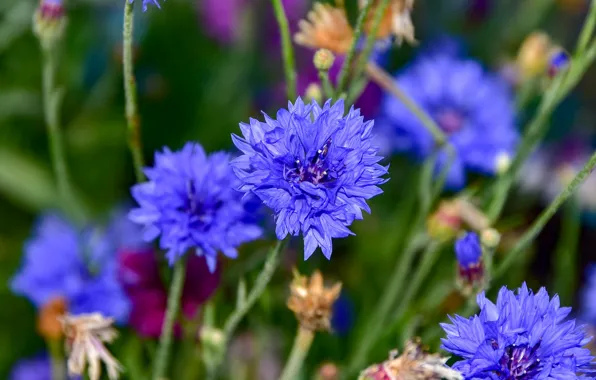 Flower, summer, flowers, stems, blue, blue, cornflower, blurred background