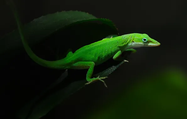 Picture darkness, foliage, lizard, green